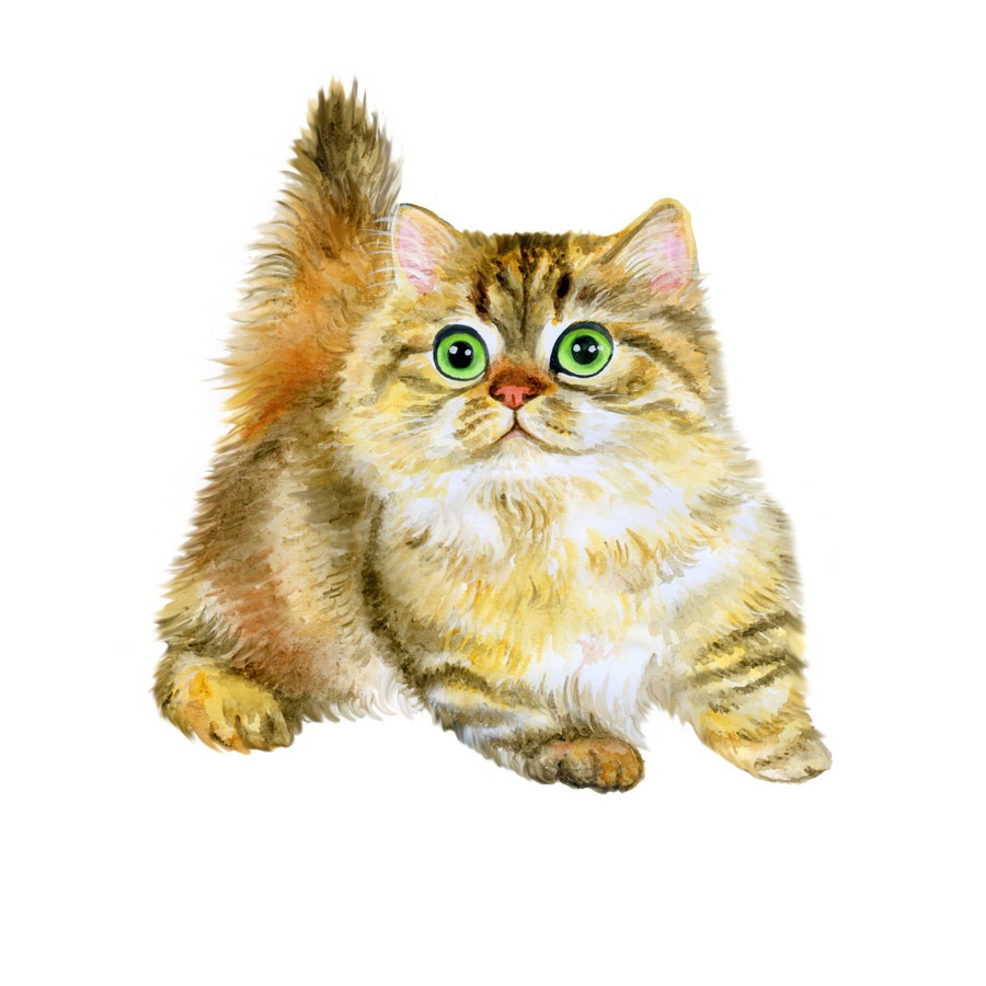 猫種ナポレオン（ミヌエット）の特徴と性格について