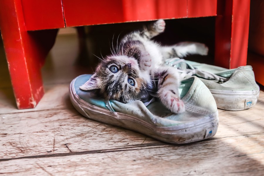 猫はどうして飼い主の靴が好き？6つの心理