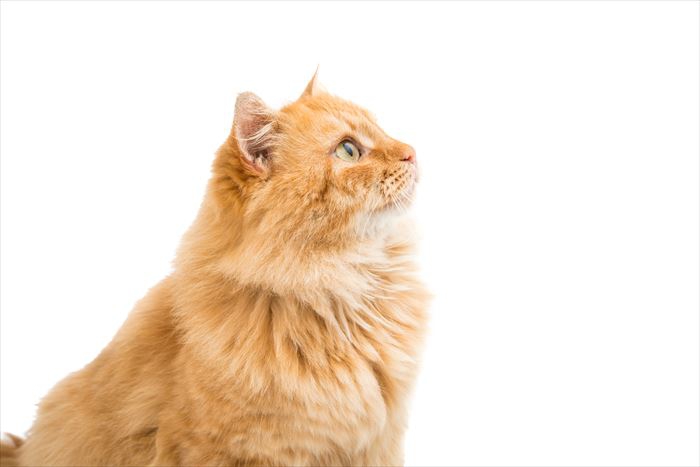 猫の鳴き声がうるさい原因とその対処法
