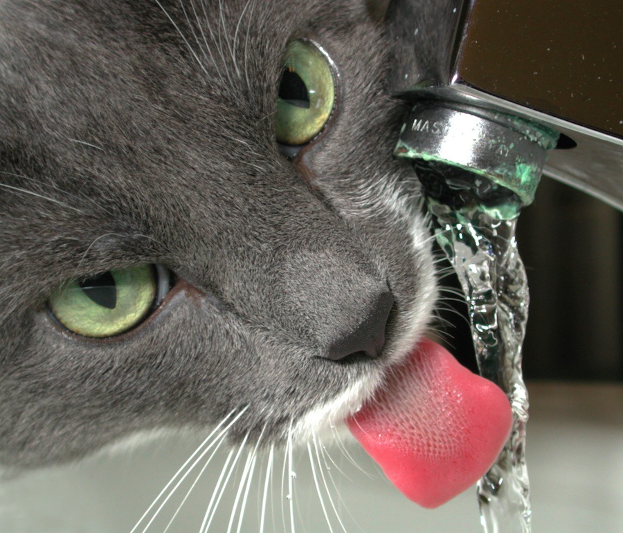 猫は膀胱炎で血尿になる？考えられる原因や予防の方法