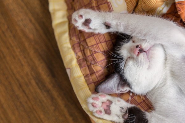 猫に睡眠を妨害される…そんな時に試したい9つの対策