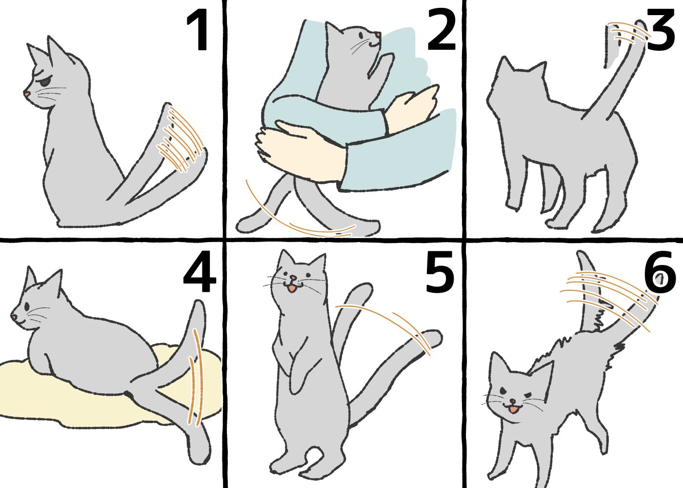 猫がしっぽをふる意味！振り方からわかる機嫌6パターン