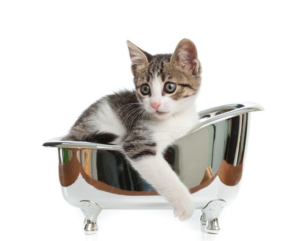 猫は水が嫌い！嫌がらないようにお風呂に入れるには？