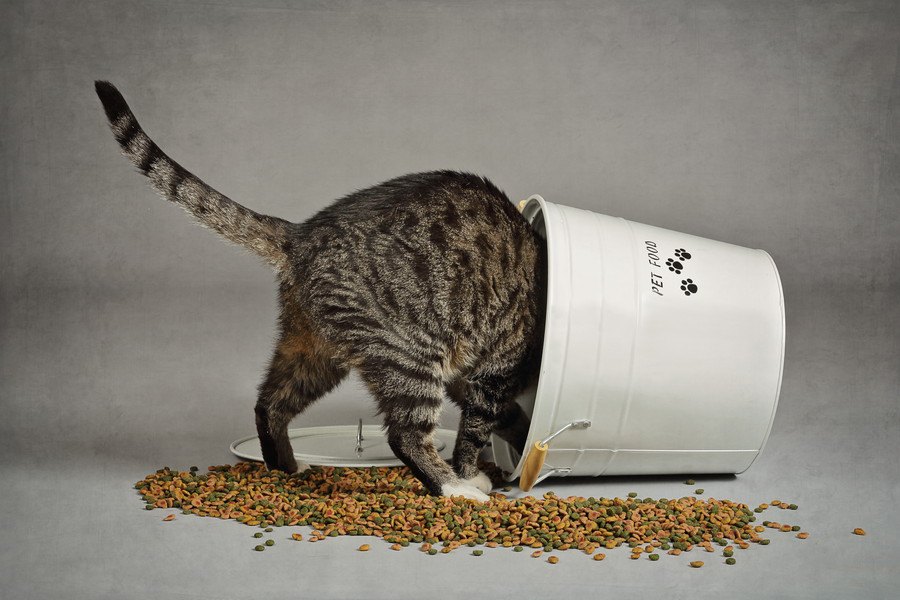 猫餌ランキングトップ5！安全でおいしいご飯はどれ？