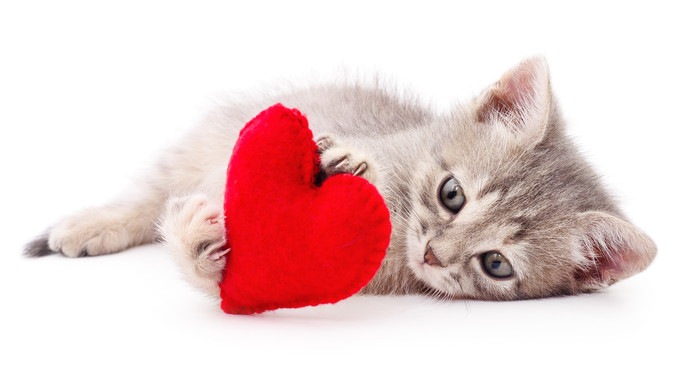 猫の心臓肥大とは？病気の原因や症状、治療法まで
