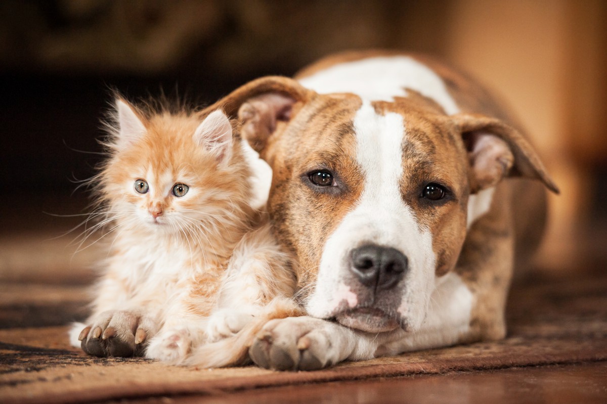 猫と犬の同居を仲良く暮らすためのポイント