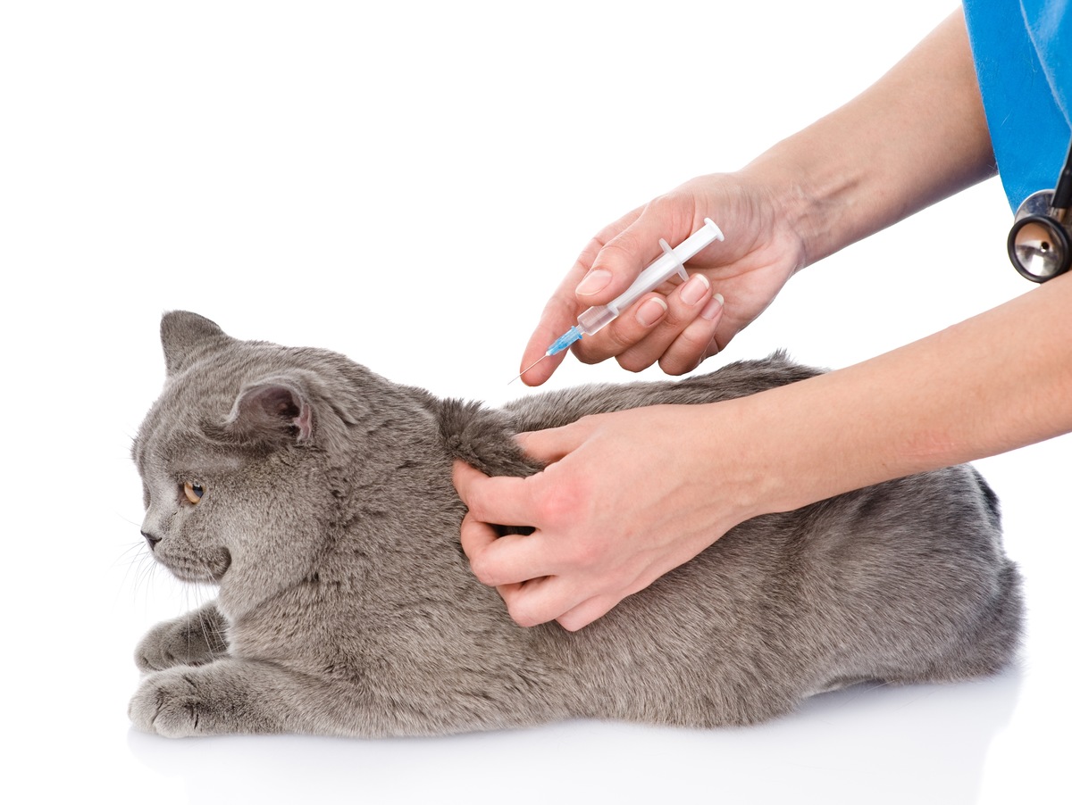 猫のワクチンの値段と種類、予防できる病気や注意点とは