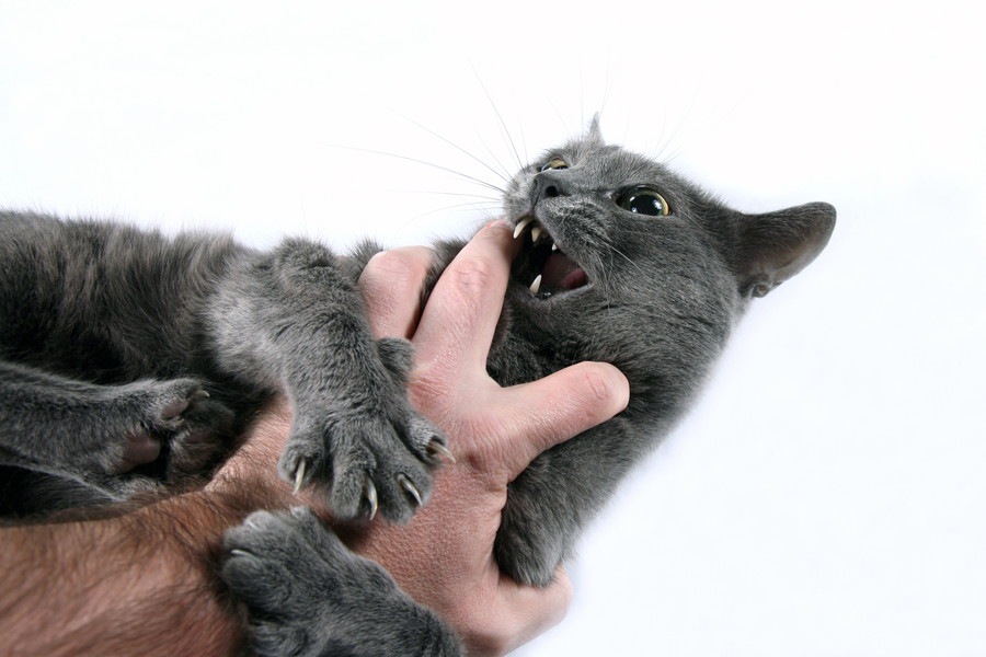さっきまで幸せそうだったのに…猫が突然撫でられている時に噛む心理