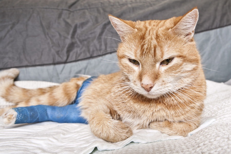 猫に多い5つの怪我とその対処法