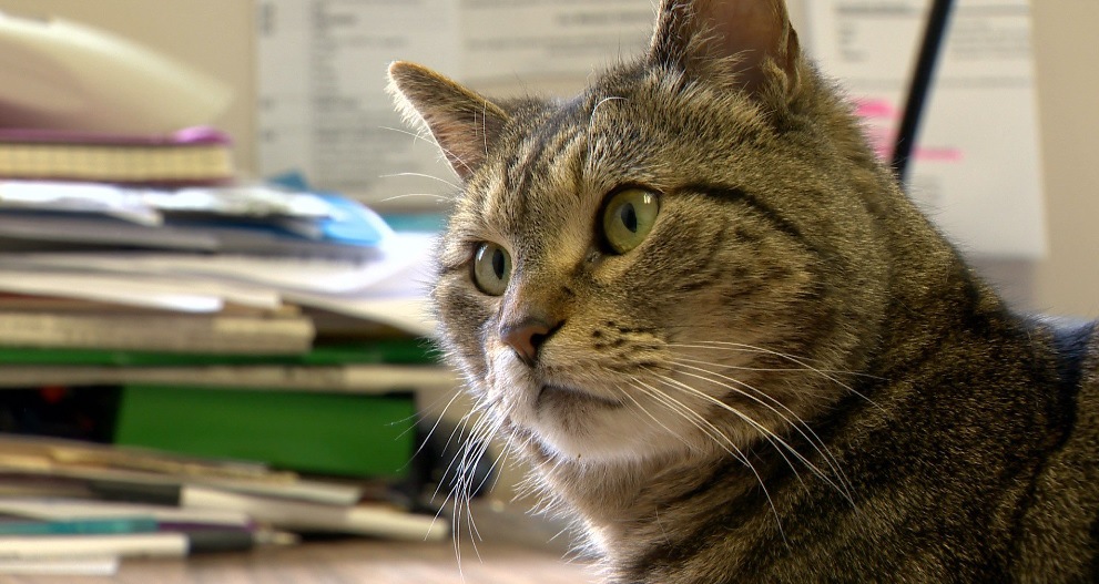カリフォルニアで行方不明になった猫が4年後にカナダで発見！