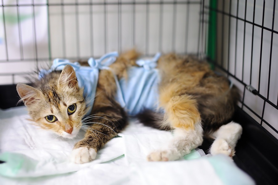 猫が乳腺腫瘍になる原因と症状、早期発見する予防法まで