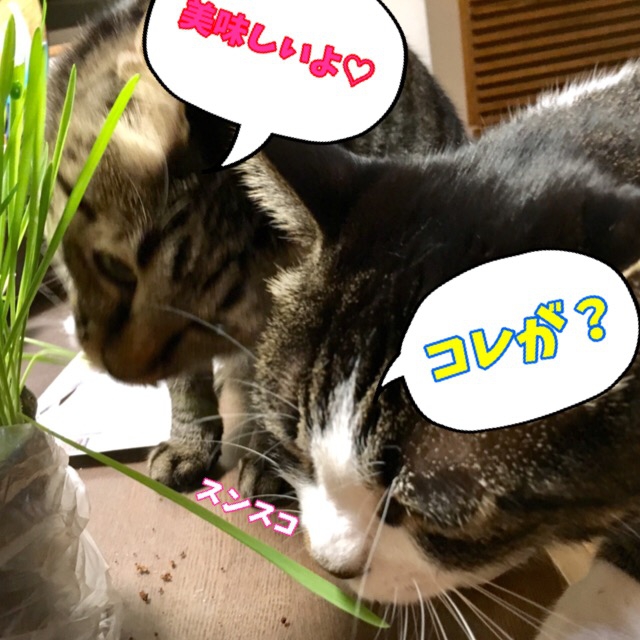 猫草を猫が食べる4つの理由とその必要性