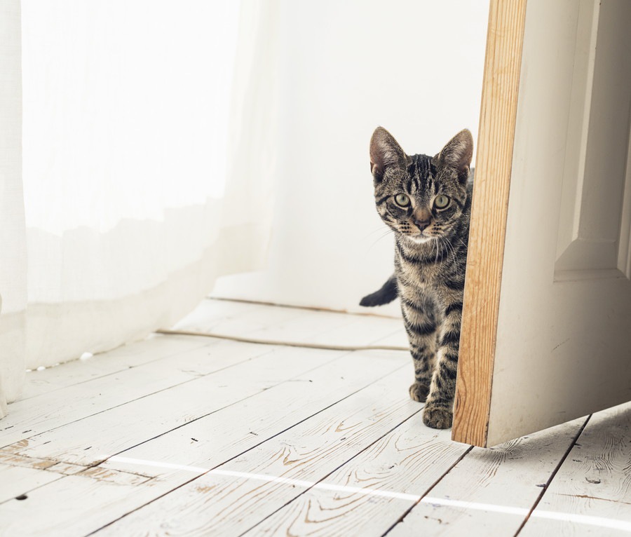 猫が玄関で出迎えてくれる5つの理由