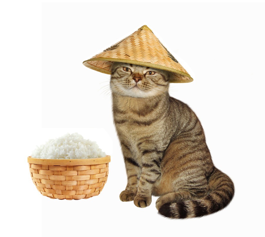 猫にお米は与えない方がいい理由について