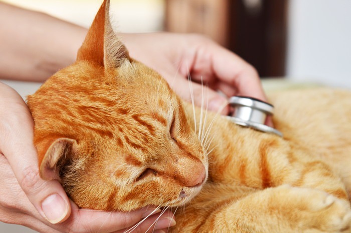 猫が膀胱炎になった時の症状。タイプ別の原因から治療法まで