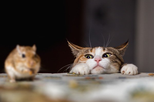 猫が棚の上の物をよく落とす７つの心理