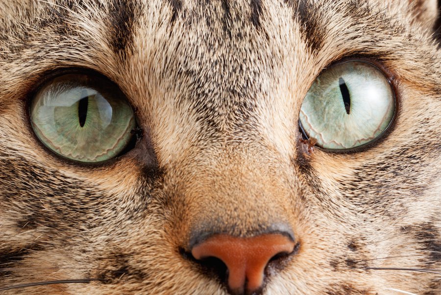 猫が見てる世界は何色？猫の目の不思議