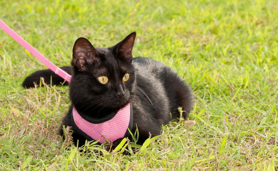 猫にハーネスを着ける意味とそのトレーニング方法