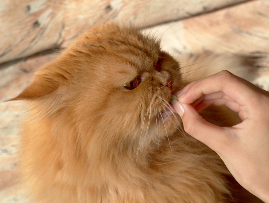 猫は栗を食べても大丈夫？与える時の注意点や栄養について