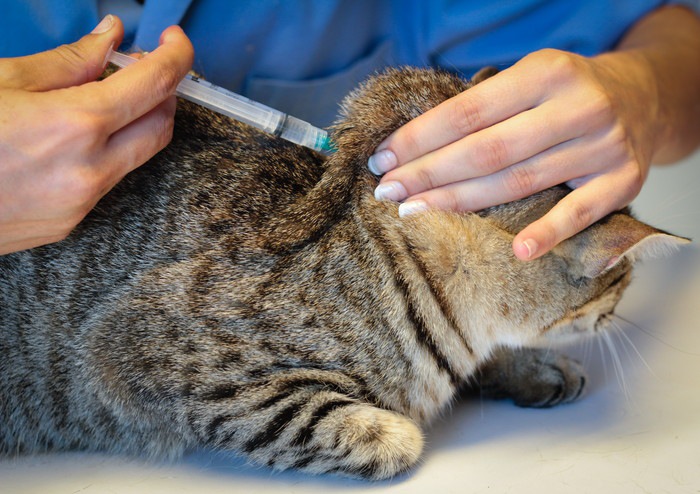 猫の鼻水やクシャミ、目ヤニの症状はワクチンで予防する事ができます