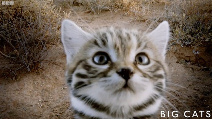 世界一小さい猫 クロアシネコ｜とは？特徴や性格、会いに行ける動物園