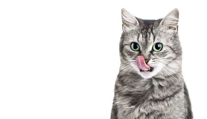 猫の舌について3つの特徴とは