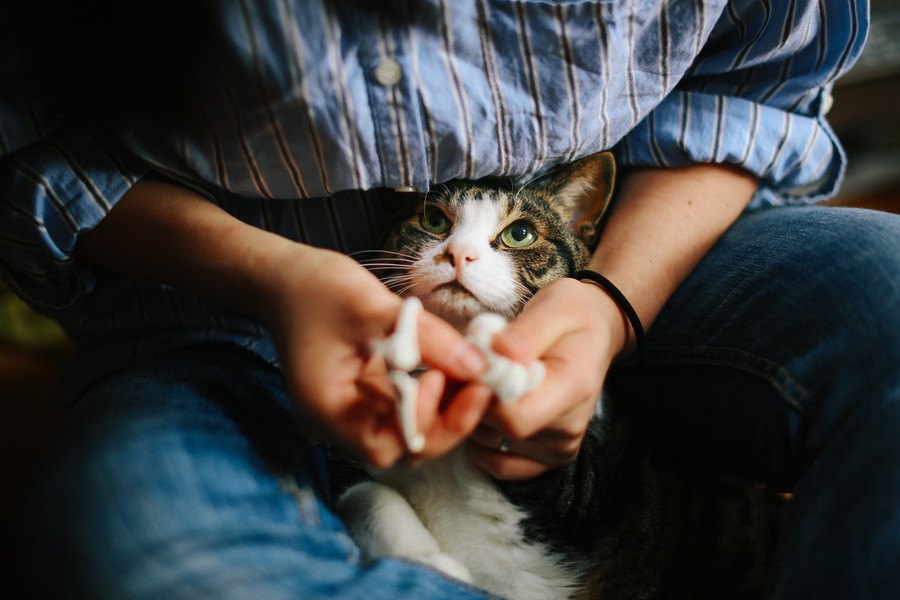 猫が人間不信になるかもしれない９つの原因