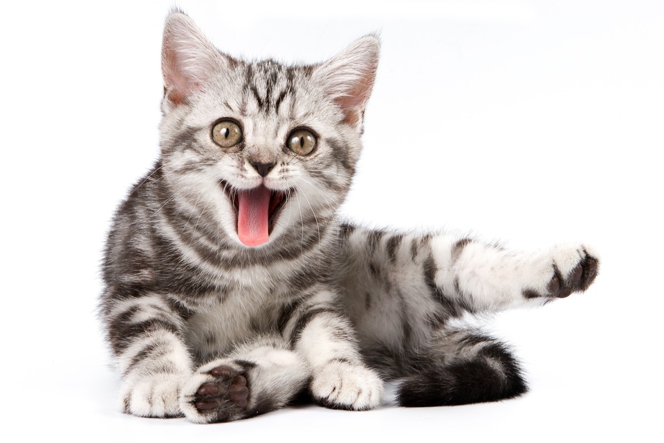 猫が嫌いな音とその活用について