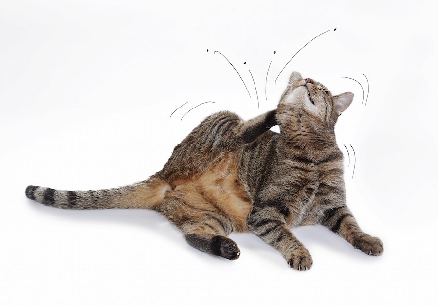 室内飼いでの猫のノミ対策に効果的な3つの方法