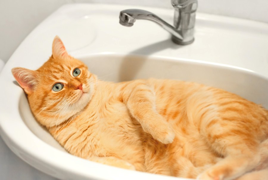 循環式の猫の水飲み器！使うメリットやおすすめ商品