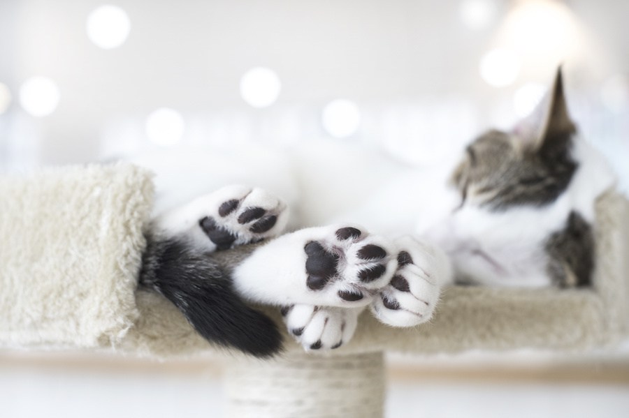 猫がチュパチュパ毛布や手を吸う理由と注意点