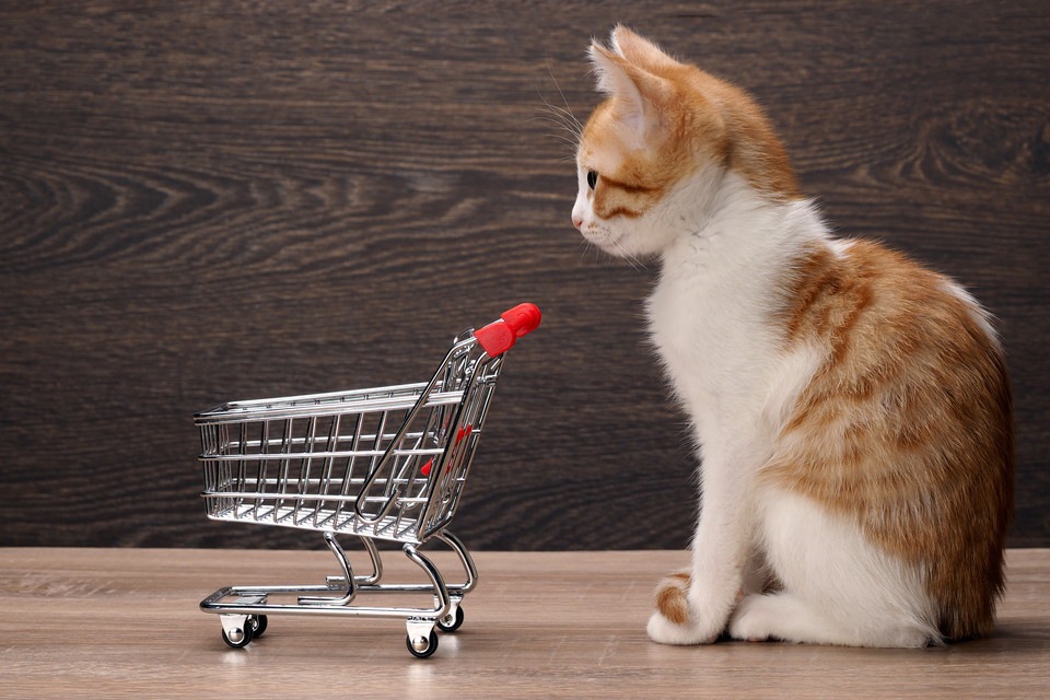 猫をペットショップで購入するメリットや注意点