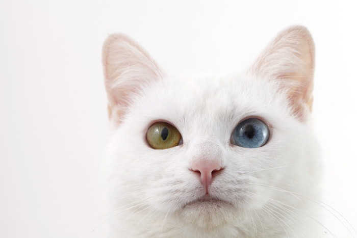 猫の目の色がカラフルな理由とその種類