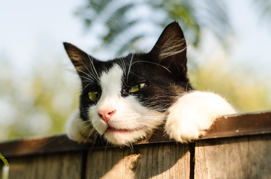 野良猫は何故庭や車に糞尿をするの？猫避けの対策方法