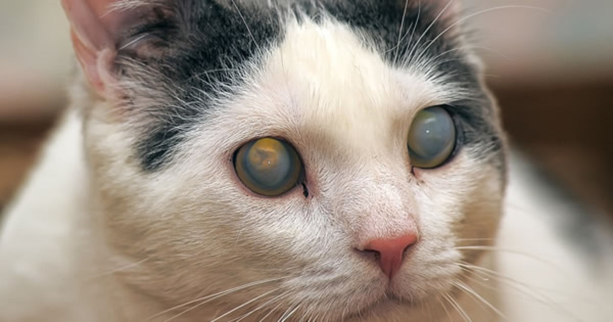 猫が白内障になる5つの原因と症状、その治療法とは