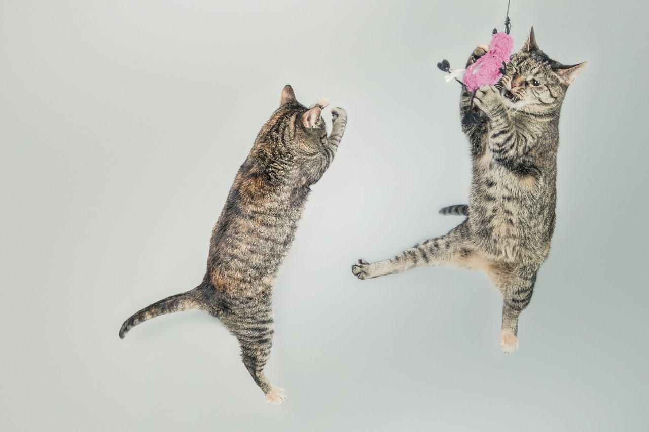 猫のジャンプ力はどのぐらい？驚異の身体能力とその理由
