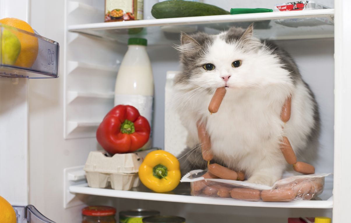 猫がスルメを食べるのはNG！危険な理由や食べた時の対処法・「腰を抜かす」の真相