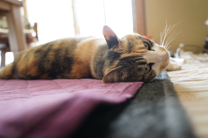 猫が目の前で寝転がる時の5つの理由や気持ち