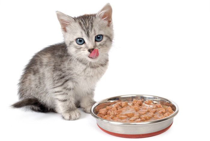 猫がご飯を食べない原因とその対策法