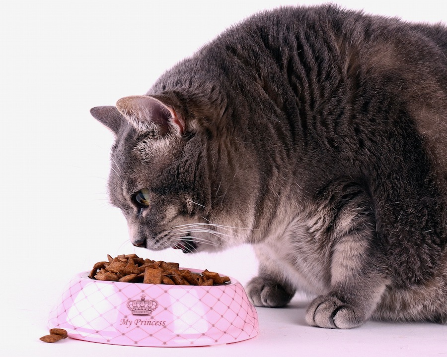 猫の血糖値平均はどれぐらい？糖尿病を予防する3つの方法