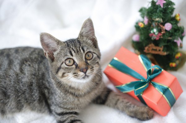 猫に贈るクリスマスプレゼント！おすすめ7選