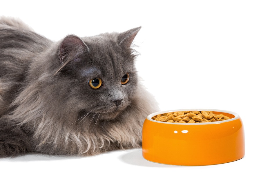 猫の食べ方がおかしくなる3つの原因