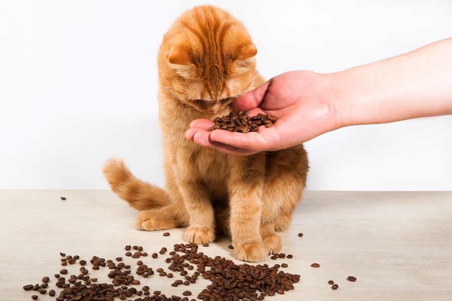 猫にあずきを食べさせても大丈夫？効果と注意点
