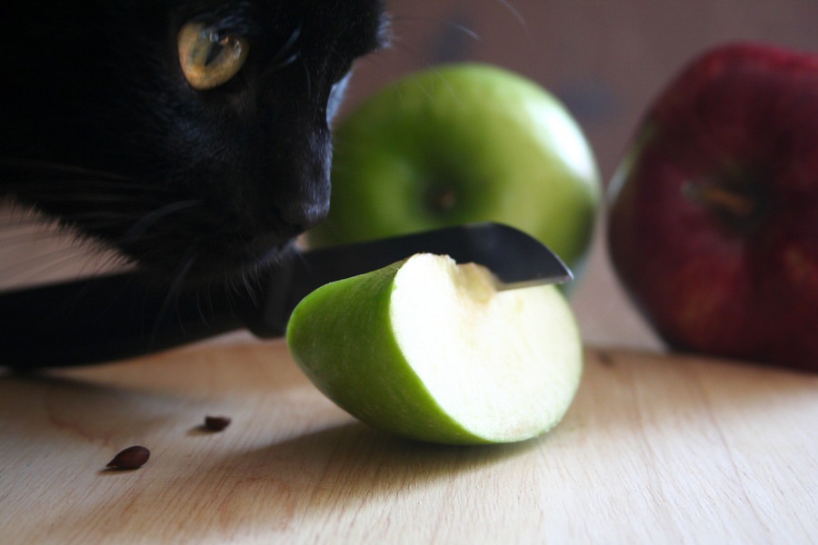 猫に果物を与えてもいい？与えていい果物・危険な果物を解説！