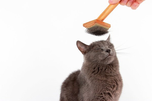 猫にファーミネーターのやりすぎは注意！正しいケア仕方