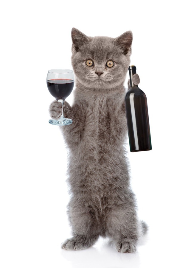 猫にワインを与えてはいけない！理由と対処法！