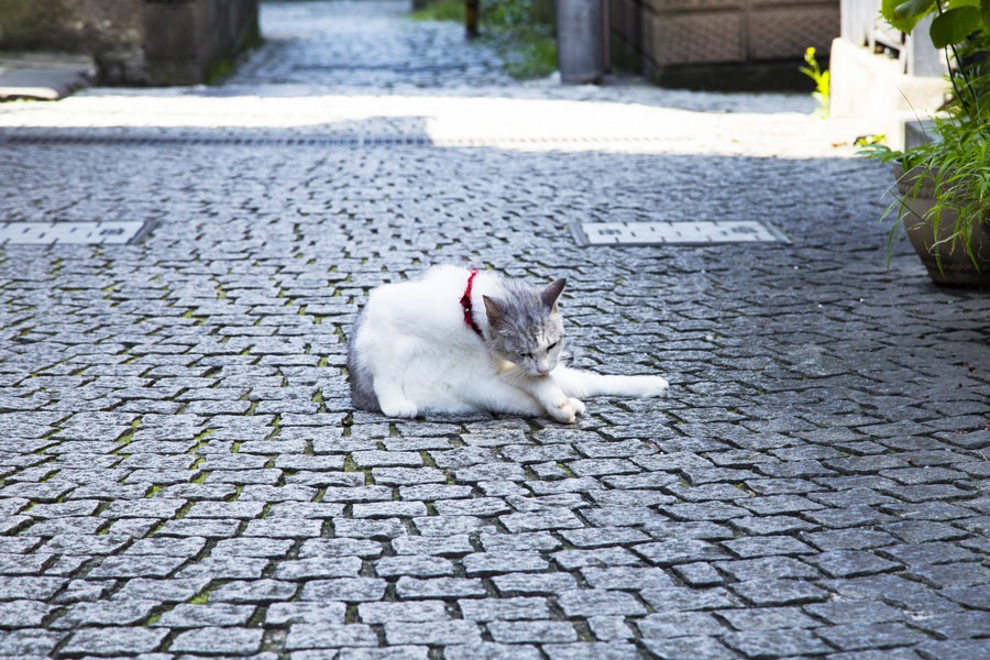 「藍島」は博多から日帰りできる猫島！魅力や行き方、観光スポットをご紹介