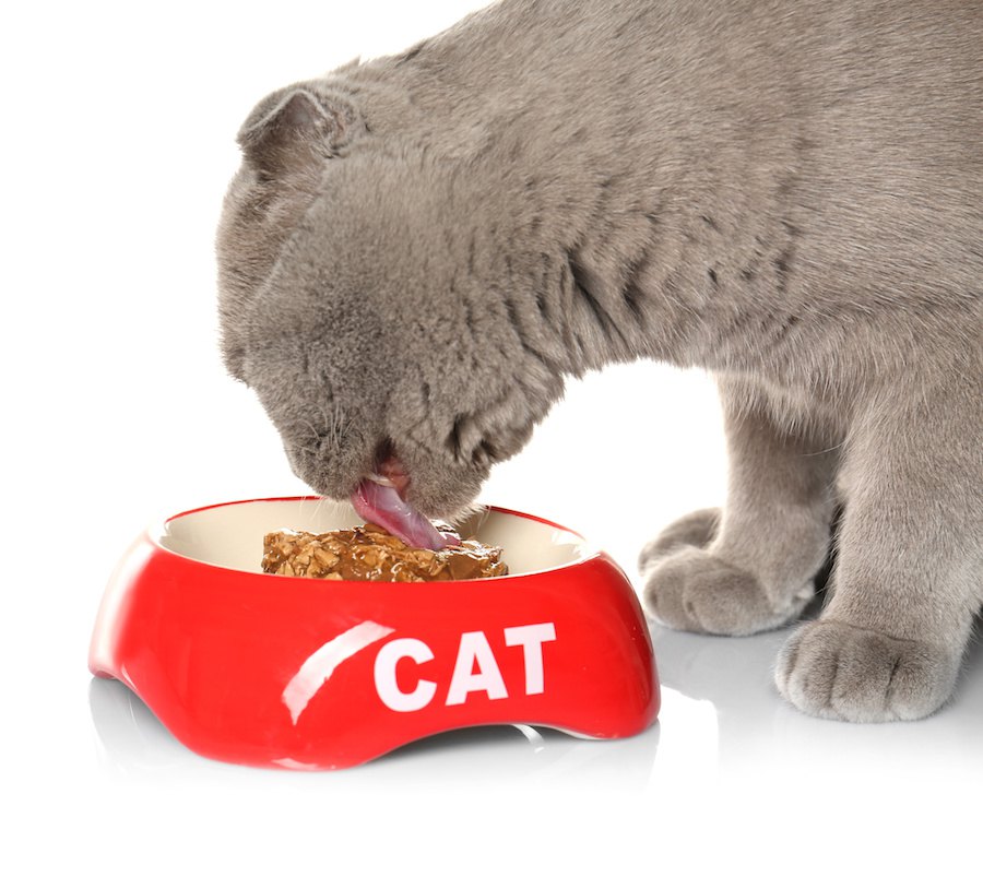 猫が鉄分を取れる4つの食材