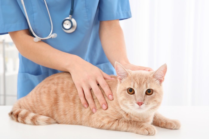 猫が中耳炎になった時の症状と治療の方法