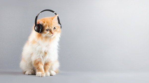 地震速報やサイレンなどの音に猫を慣らす方法